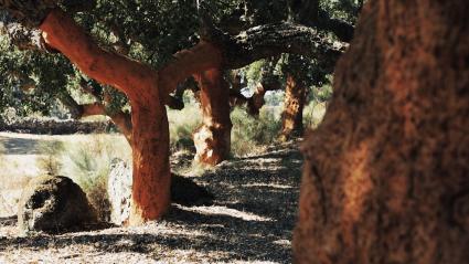 Alcornocal extremeño