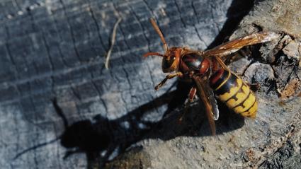 Abeja en el tronco de un árbol