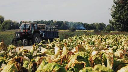 Plantas de tabaco en una finca 