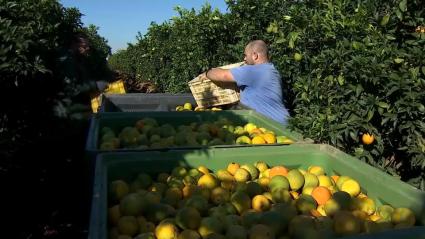 Campaña de la recogida de la naranja en Montijo
