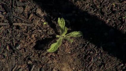 Brotes verdes tras los incendios en el norte de Extremadura.