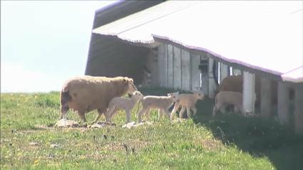 Ovejas entre paneles solares