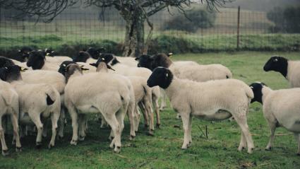 Ovejas dorper, blancas con la cabeza negra, en una finca 