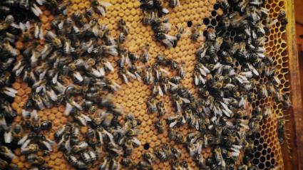 Abejas en una colmena
