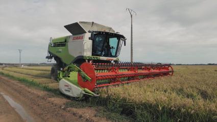 Máquina agrícola segando arroz
