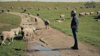 Ganadero con su rebaño