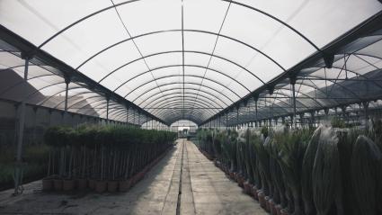 Interior de un vivero lleno de plantas