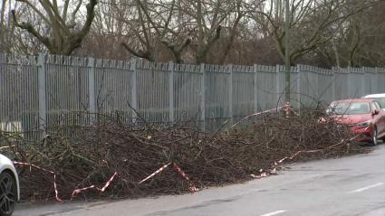 Árboles caídos tras las últimas borrascas que han pasado por Extremadura en enero y febrero de 2026