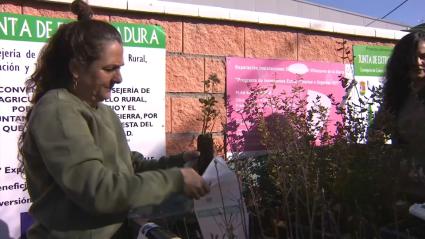 Fiesta del árbol de Villanueva de la Sierra. 