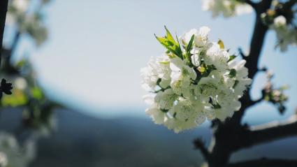 Rama de un cerezo florecido