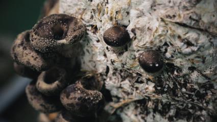 Setas cultivadas en interior