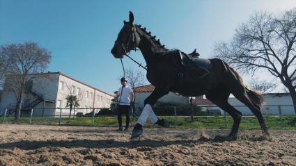 Un caballo al trote en un centro ecuestre