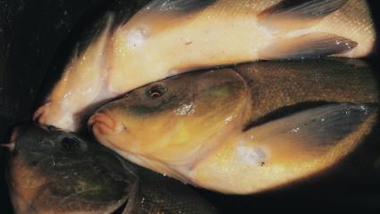 Tencas en una piscifactoría