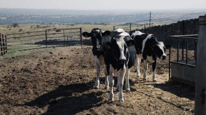 Vacas de leche en una explotación