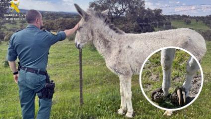 La Guardia Civil investiga a un vecino de Fuente de Cantos por abandono de cuidados esenciales de un asno