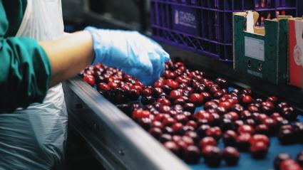 Cerezas en la cinta de una fábrica 