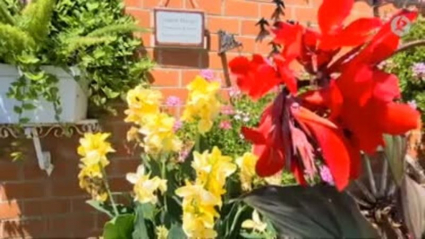 canna índica características y cuidados