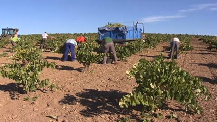 Temporeros trabajando en el campo