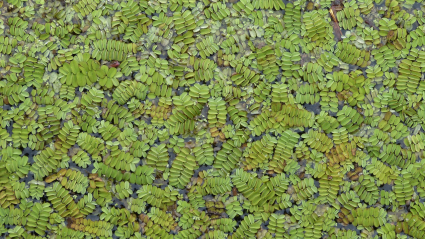 Azolla