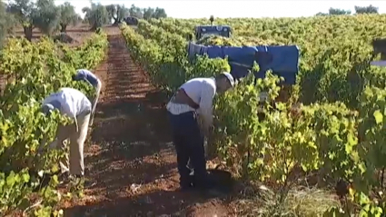 Jornaleros vendimiando en un viñedo de Almendralejo esta semana 