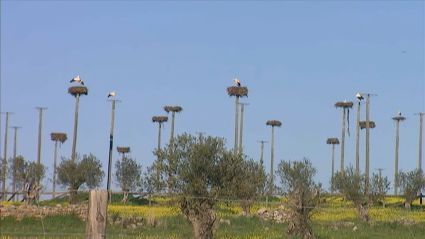 Cigüeñas
