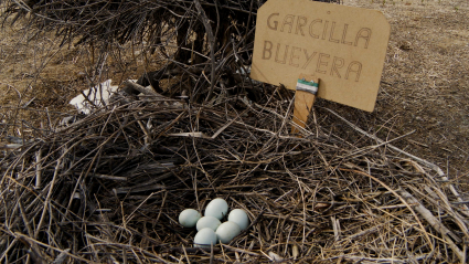 El amante de los pájaros