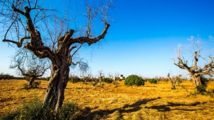 Resultado de árbol afectado por Xylella fastiiosa