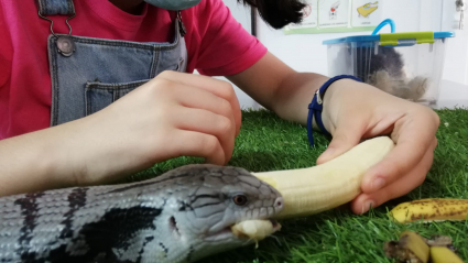 Una persona alimenta una serpiente