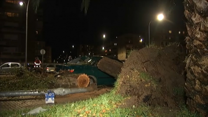 Árboles caídos sobre coches por el temporal en Badajoz