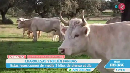 Vacas en La Aldea del Obispo