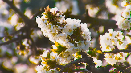 Comienza la floración del cerezo en Extremadura