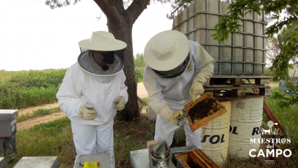 Julio nos enseña a identificar a la abeja reina