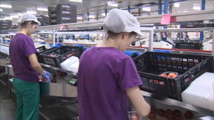 Mujeres trabajando en la campaña de la fruta 