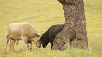 La sangre de los Guateles en Tierra de Toros