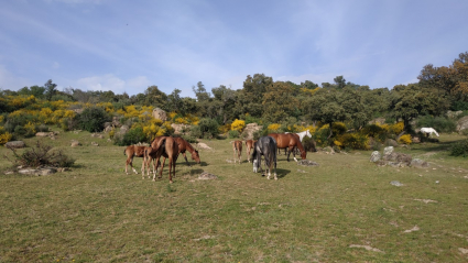 EXTREMADURA A CABALLO