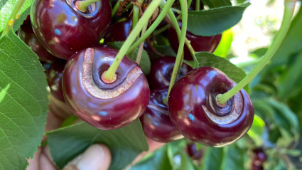 Cerezas dañadas en el Jerte tras las últimas lluvias