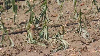 Daños provocados por las tormentas en las Vegas Bajas del Guadiana.