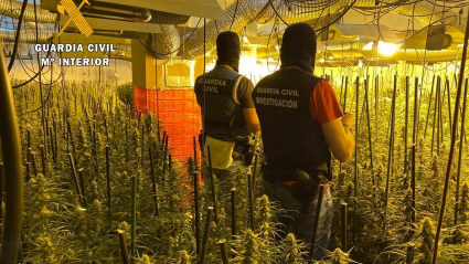Imagen de las plantaciones desmanteladas