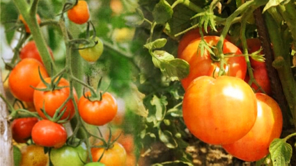 VIDI CAMPAÑA TOMATE 2