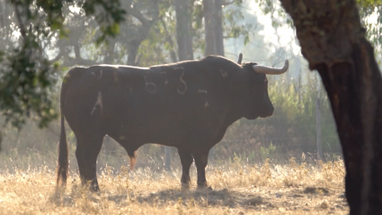 Ganadería Vega Teixeira en Tierra de Toros