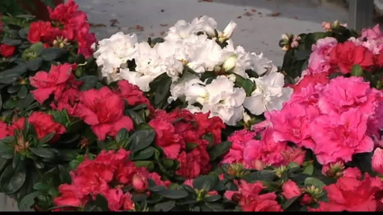 azaleas en flor