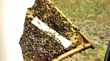 Tratamiento para la varroa en una colmena con abejas