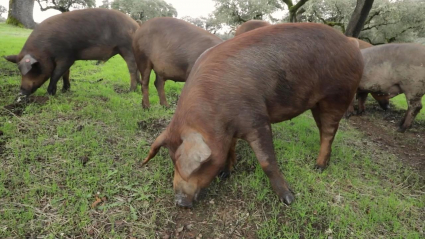 Cerdo en montanera