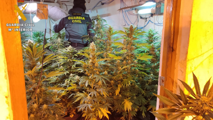 Invernadero interior de marihuana desmantelado en la operación policial