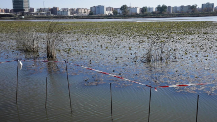 Nenúfar río Guadiana