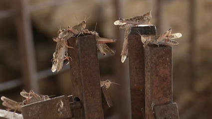 Una plaga de langosta arrasa cultivos en la comarca de La Serena