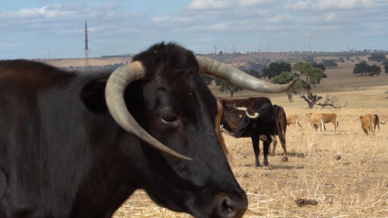 Toros Calor Temperaturas Canal Extremadura Tierra de Toros