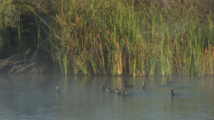 parque ornitológico de Arrocampo