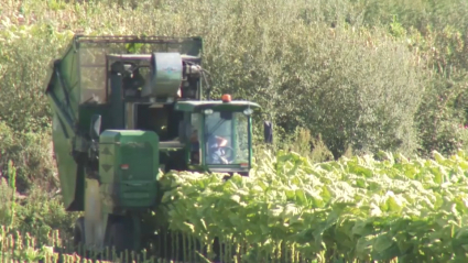 Tabaco en Extremadura