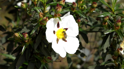 Abeja en una flor de jara